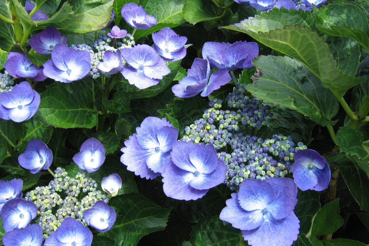 Hydrangea macrophylla Nightingale (1).jpg